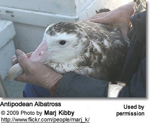 Antipodean Albatross, Diomedea antipodensis