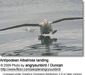 Antipodean Albatross landing