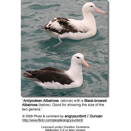 Antipodean Albatross (above) with a Black-browed Albatross (below)