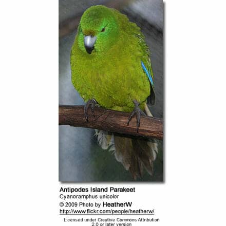 Antipodes Island / Green Parakeets