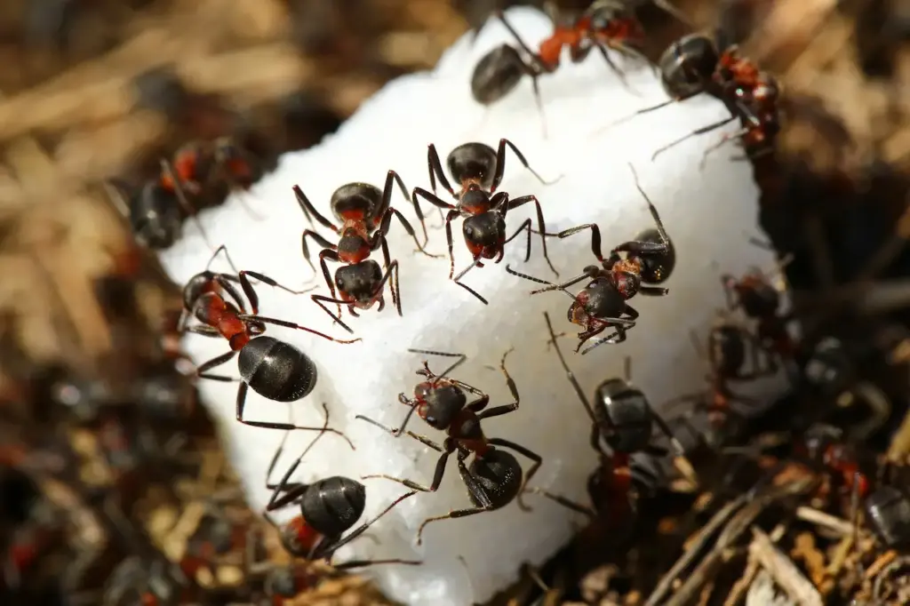 Ants Eating Sugar