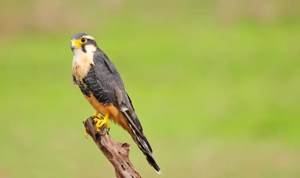 Aplomado Falcon Perched on a Wood