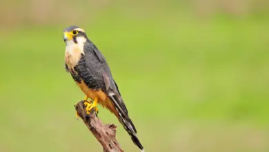 Aplomado Falcon Perched on a Wood