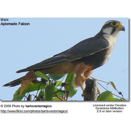 Aplomado Falcon - Male