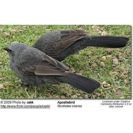 Apostlebird (Struthidea cinerea), also known as the Grey Jumper