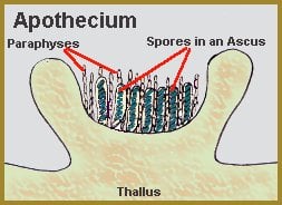 Apothecium