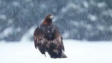The Aquila In The Snow Storm