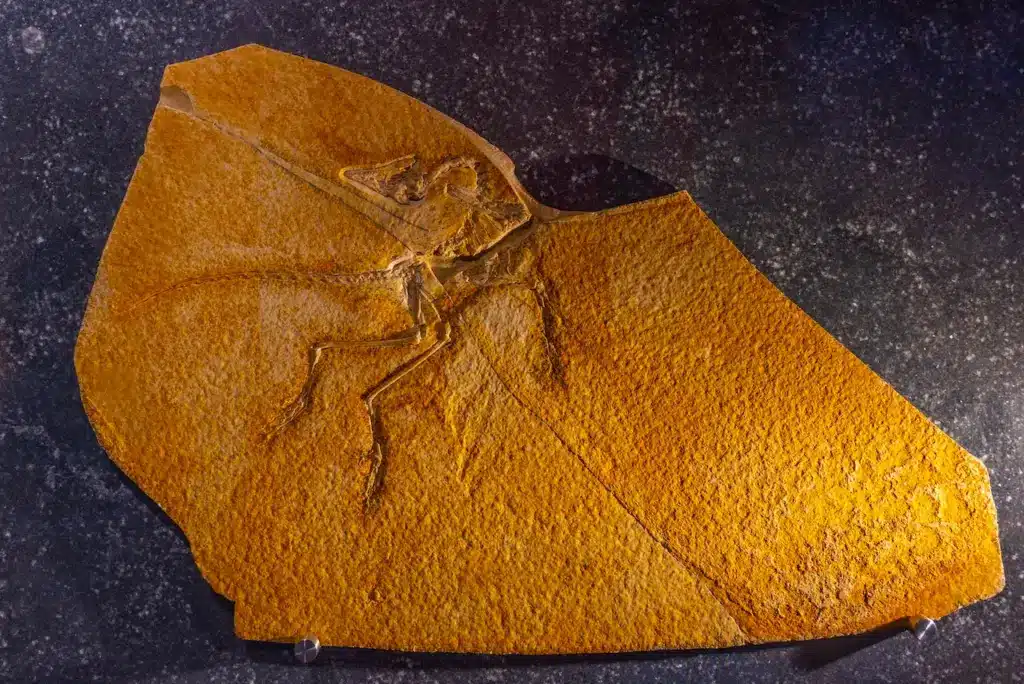 Archaeopteryx Fossils Discovered In Germany