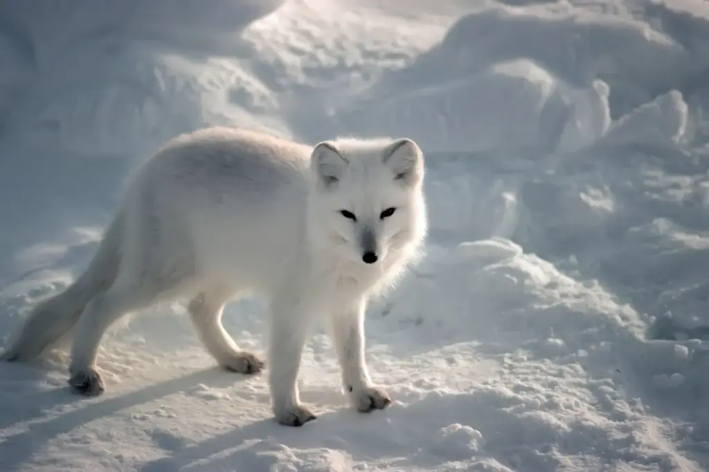 Arctic Fox (Vulpes lagopus) In The Snow
