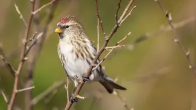 The Arctic Redpoll Perched On A Thorn Tree