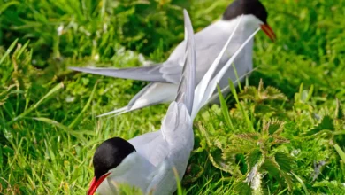 Arctic Terns