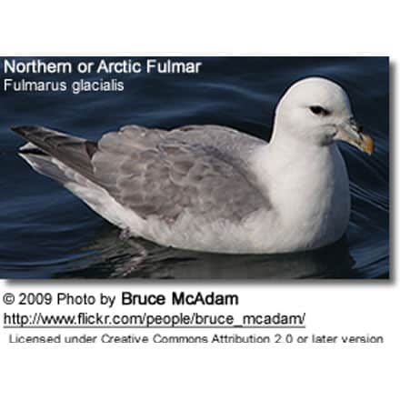 Northern Fulmar, Fulmarus glacialis, Fulmar, or Arctic Fulmar