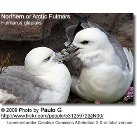 ArcticFulmars