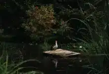 Are Muscovy Ducks Invasive Species