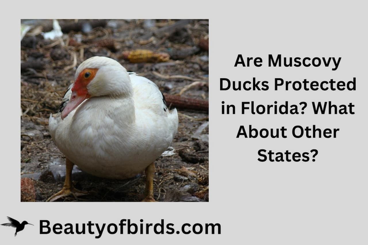 Are Muscovy Ducks Protected in Florida