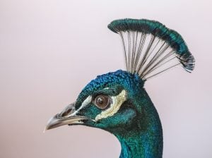 Are Peacocks Aggressive Or Dangerous
