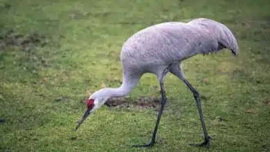The Are Sandhill Cranes Aggressive Looking For Food