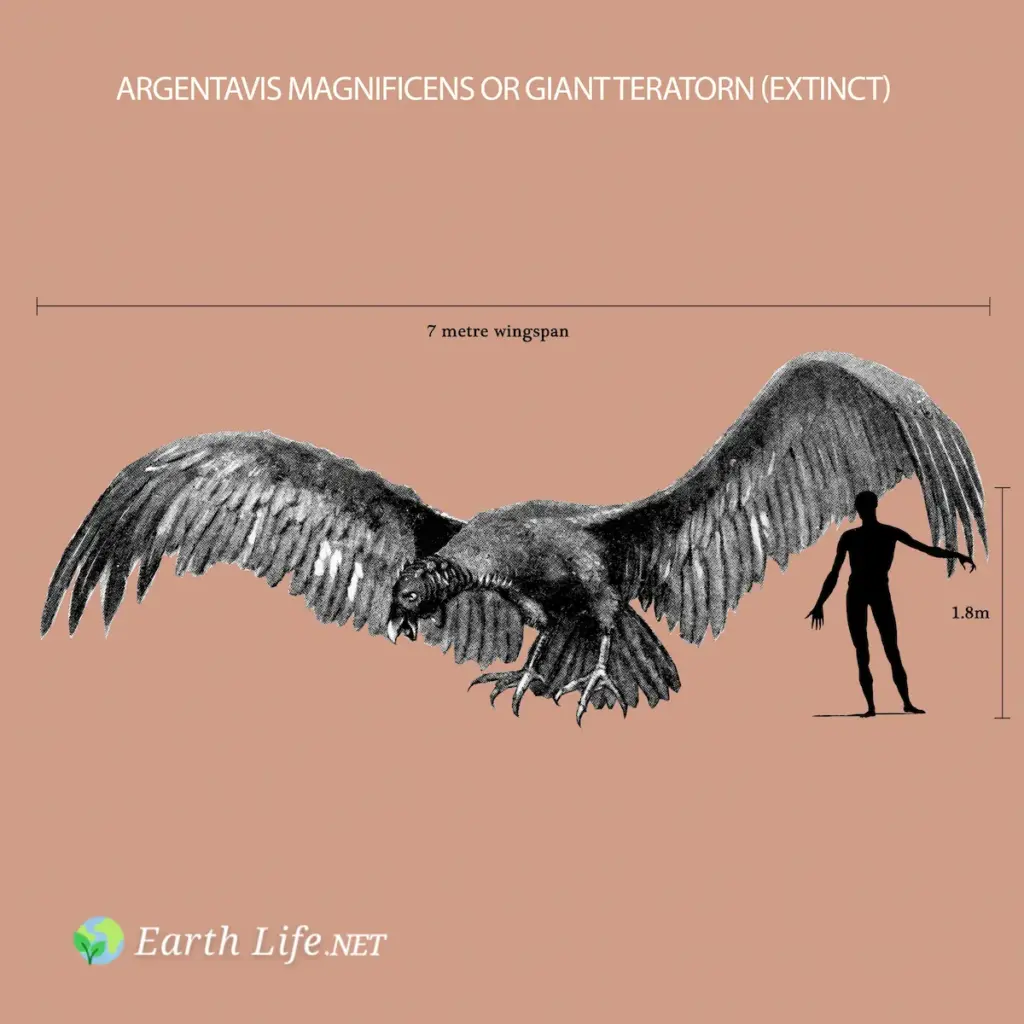 Argentavis Magnificens or Giant Teratorn (Extinct)