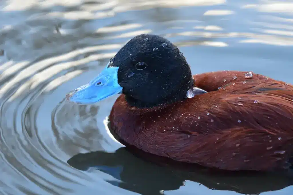Argentine Blue-bill Ducks in the Water