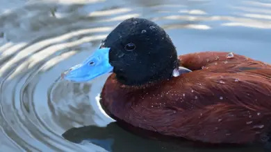 Argentine Blue-bill Ducks in the Water