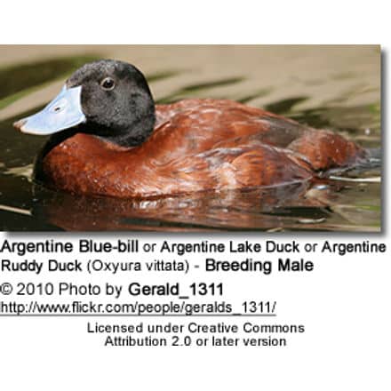 Male Argentine Blue-bill Duck