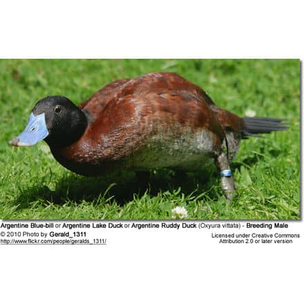 Argentine Blue-bill or Argentine Lake Duck or Argentine Ruddy duck (Oxyura vittata)