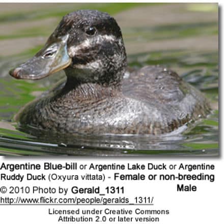 Argentine Blue-bill or Argentine Lake Duck or Argentine Ruddy Duck (Oxyura vittata) - Female