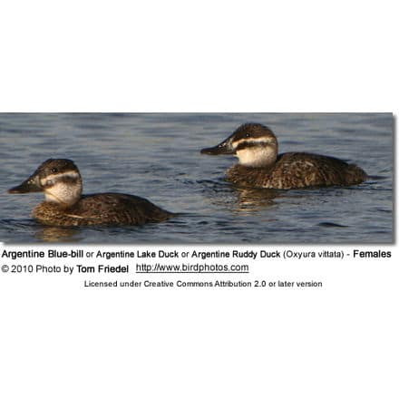 Argentine Blue-bill or Argentine Lake Duck or Argentine Ruddy Duck (Oxyura vittata) - Females