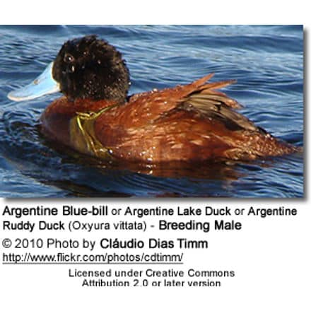 Argentine Blue-bill or Argentine Lake Duck or Argentine Ruddy Duck (Oxyura vittata) - Breeding Male