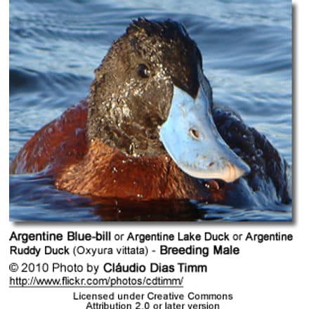 Argentine Blue-bill or Argentine Lake Duck or Argentine Ruddy Duck (Oxyura vittata) - Breeding Male