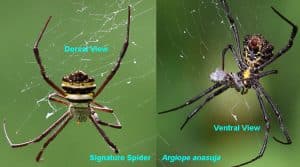 ventral and dorsal view of spider anatomy (argiope anasuja)