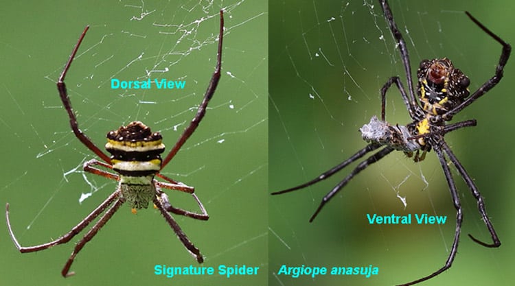 Spider Anatomy: The Different Parts Of A Spider
