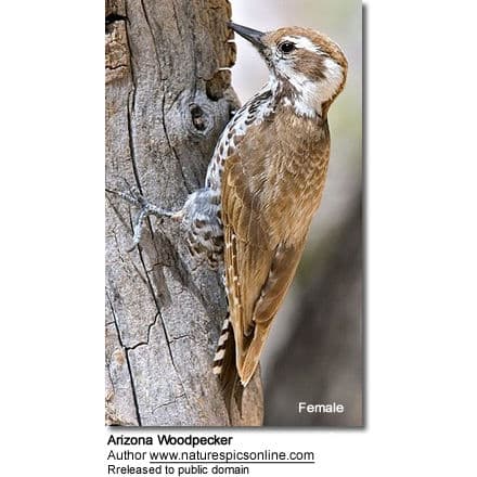 Female Arizona Woodpecker