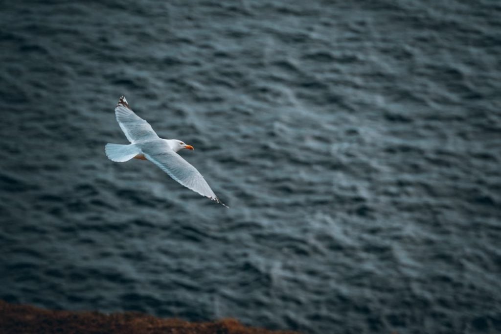 Armenian Gulls Flying