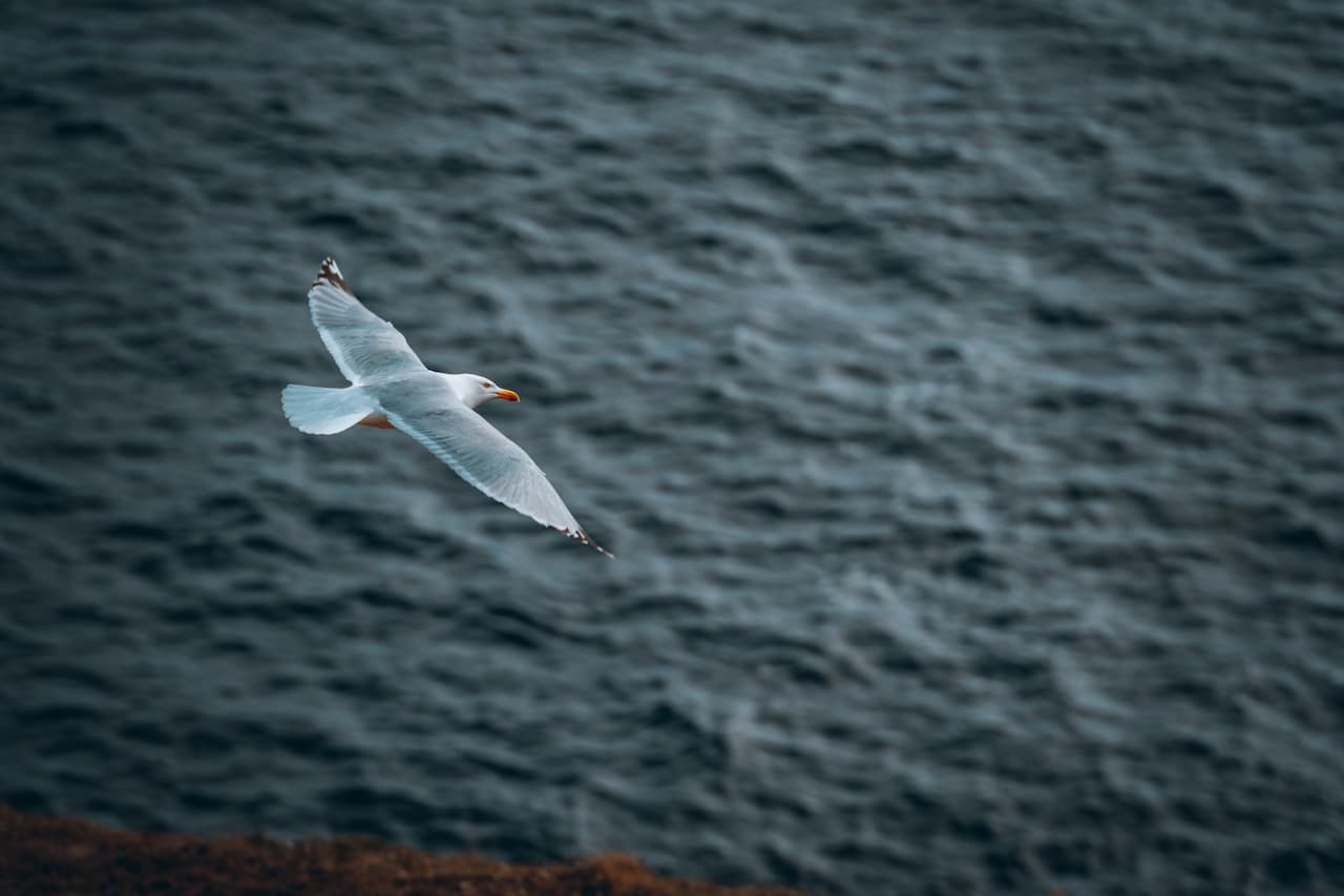 A Armenian Gulls Flying