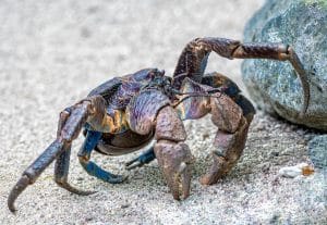 Arthropods Phylum Arthropoda Coconut Crab