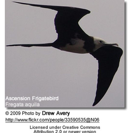 Ascension Frigatebird (Fregata aquila)