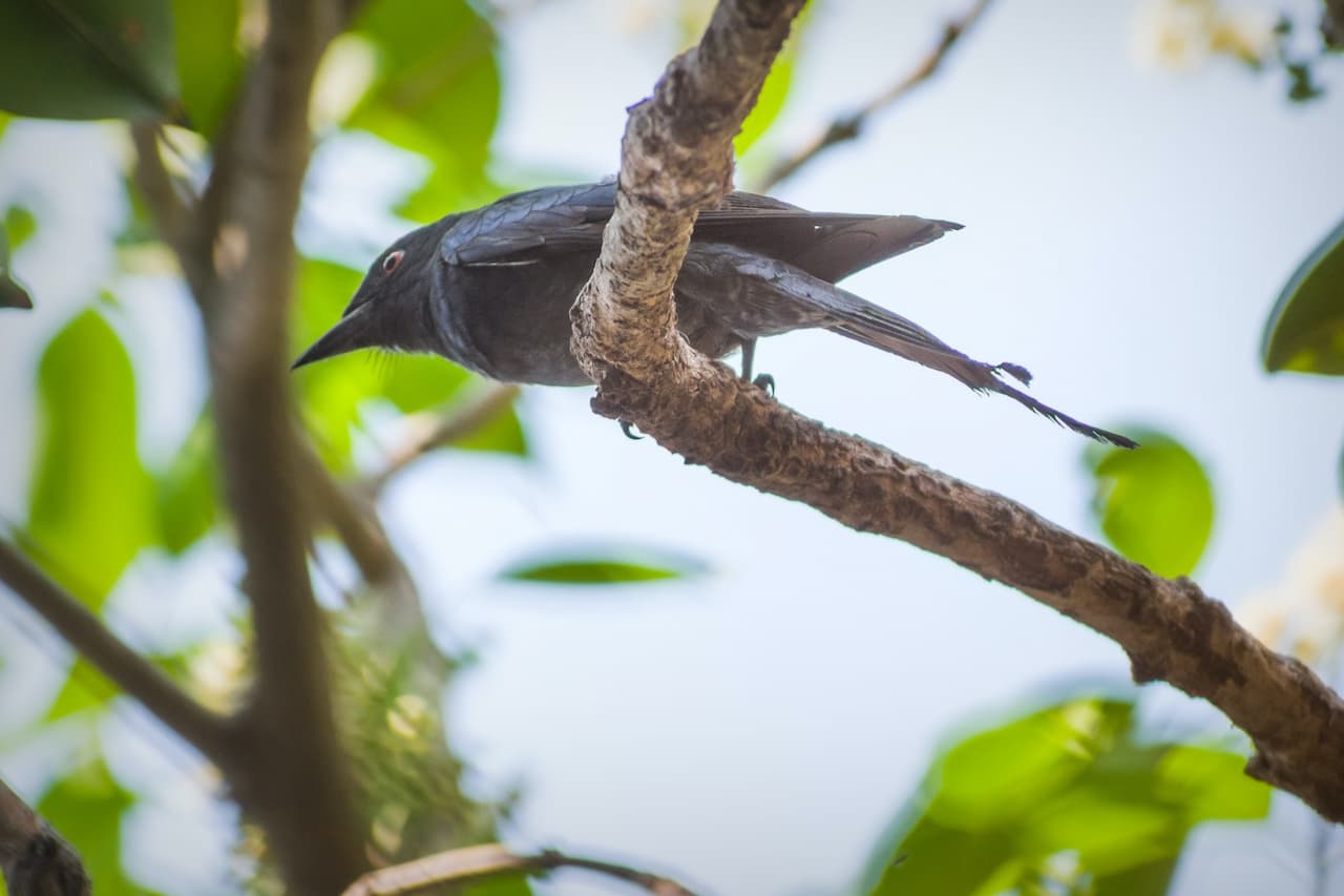 The Ashy Drongo Has A Nice Feather