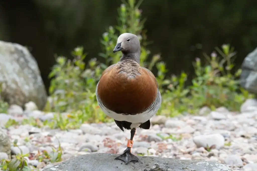 Ashy-headed Geese Stands on one Leg 