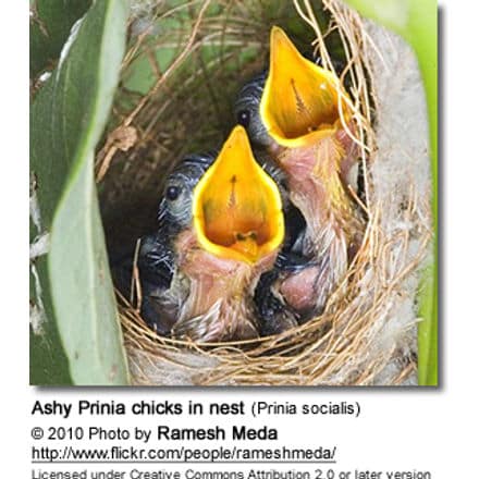 Ashy Prinia chicks in nest (Prinia socialis) - chicks in nest