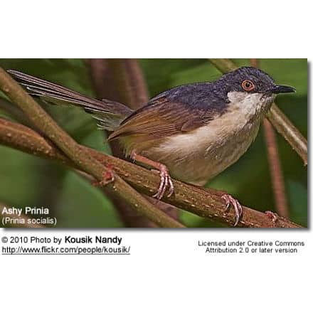 Ashy Prinia or Ashy Wren-Warbler (Prinia socialis)