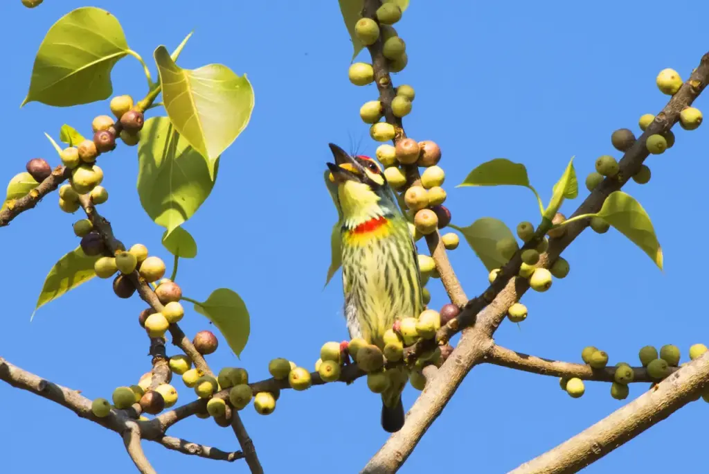 Asian Barbets on a Tree with Fruits 