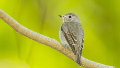 Asian Brown Flycatchers