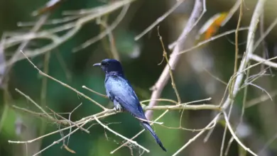 Asian Drongo-cuckoos Perched on a Tree Thorn