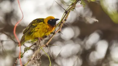The Asian Golden Weavers On Its Way To Get Food
