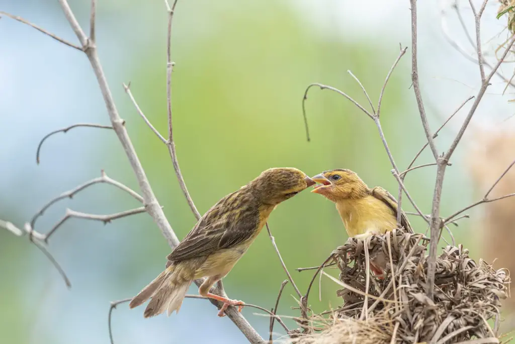 Asian Golden Weaver Feeding its Young