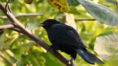 Asian Koels Black Bird Perched on a Branch