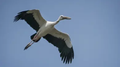 Asian Openbill Storks is on Flight