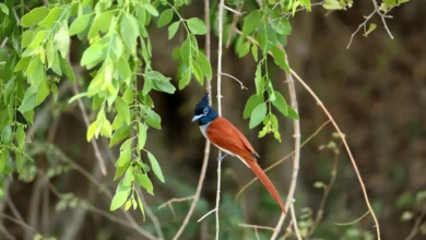 Asian Paradise Flycatchers