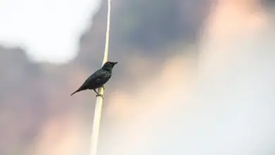The Asian or Philippine Glossy Starlings Perched On A Wire